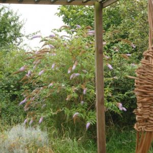 Photo of willow sculpture on Whitemoor allotments