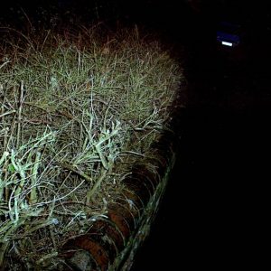 Grass at night time