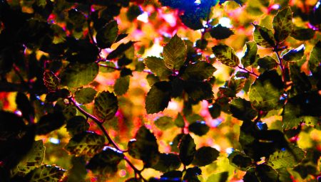 Leaves in Arnot Hill Park at Night
