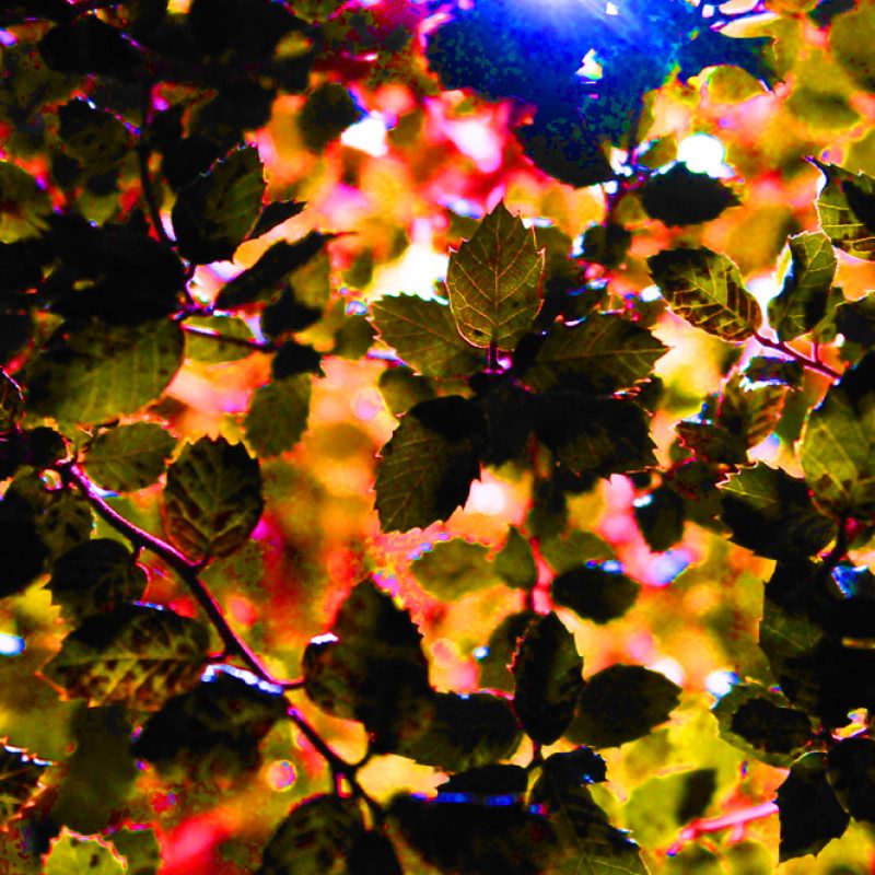 Leaves in Arnot Hill Park at Night