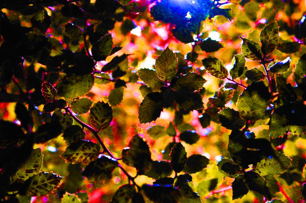 Leaves in Arnot Hill Park at Night