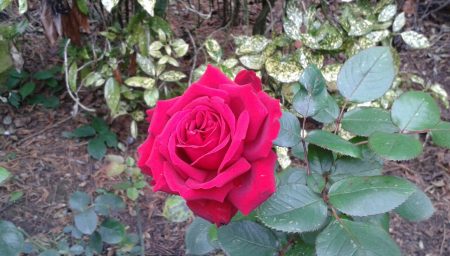 Red Rose