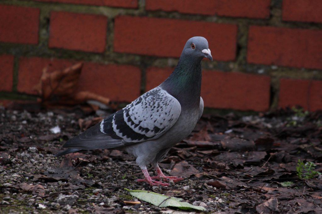 Photo of pigeon