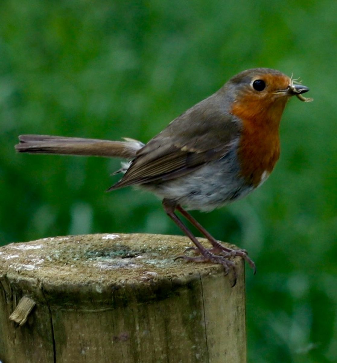 Red-breasted Robin