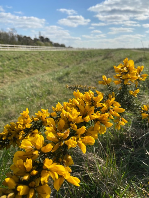 Yellow flowers in a fields