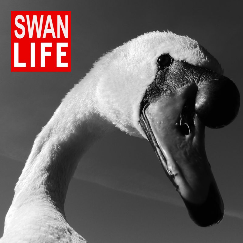Black & White photo of a swan, with a logo saying 'Swan Life'