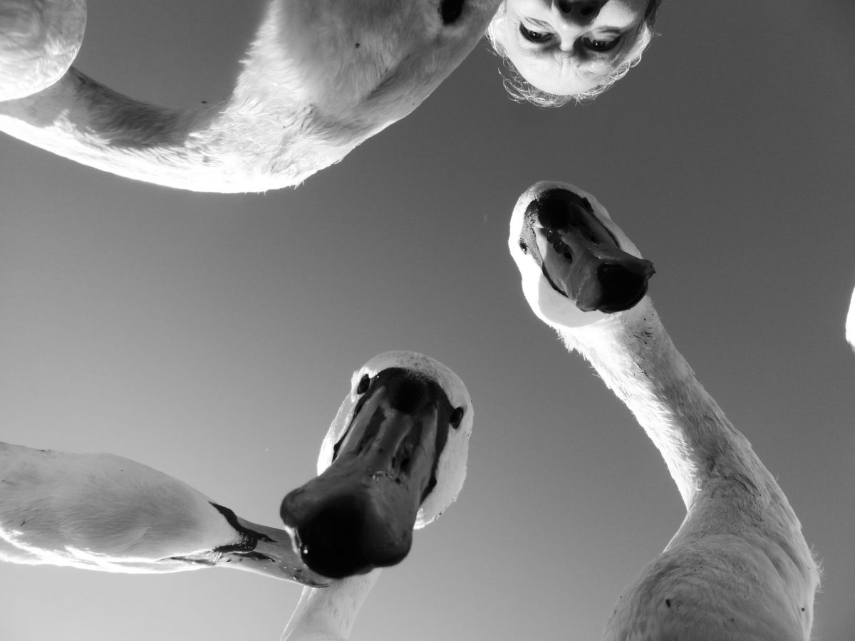 Three swans photographed from below